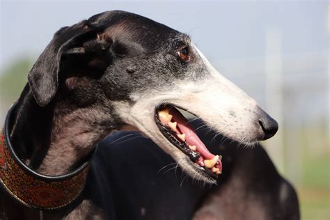 Are greyhounds good apartment dogs?