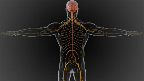Teaching Peripheral Nervous System