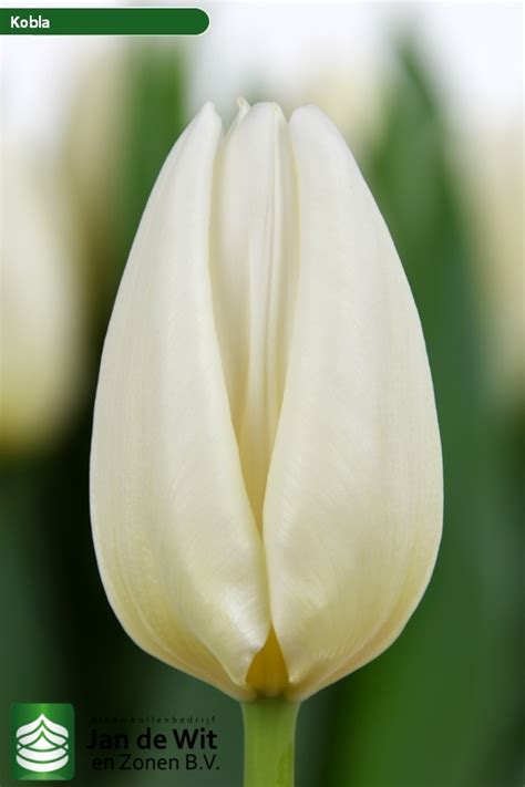 Kobla ® | Tulip | Jan de Wit en Zonen B.V.