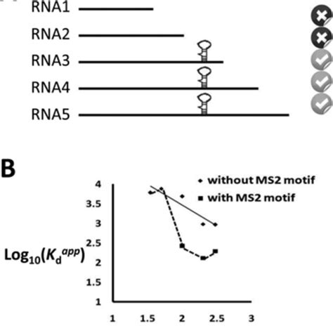 FUS binds many RNAs. (A) A schematic representation of the FUS protein.... | Download Scientific ...