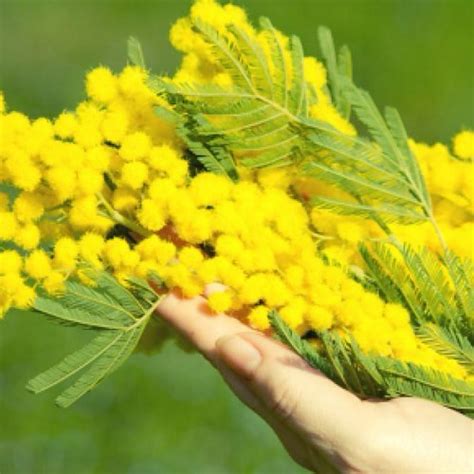 Il Vescovado 8 Marzo festa della donna ecco perché si regala la mimosa