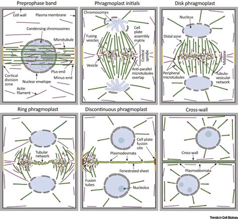 Plant Cytokinesis Terminology For Structures And Processes Trends In