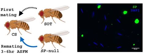 Figures And Data In Drosophila Seminal Sex Peptide Associates With Rival As Well As Own Sperm