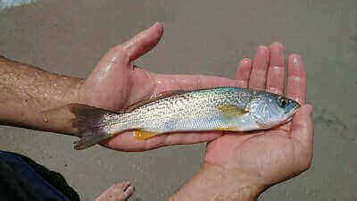 Weakfish Fishing Tips