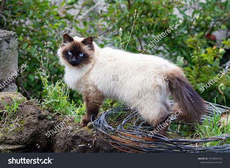 himalayan domestic images stock  vectors shutterstock