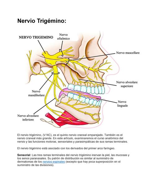 Ramas Del Nervio Trig Mino