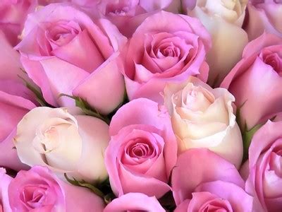 pink mondayspink roses karmapolice