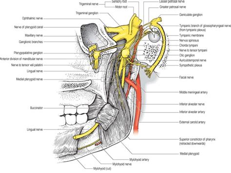 Surgical Anatomy Of Infratemporal Fossa By Dr Aditya Tiwari