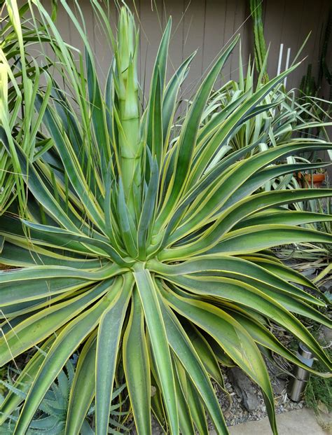 Photo #45366 | Agave desmettiana 'Variegata' | plant lust