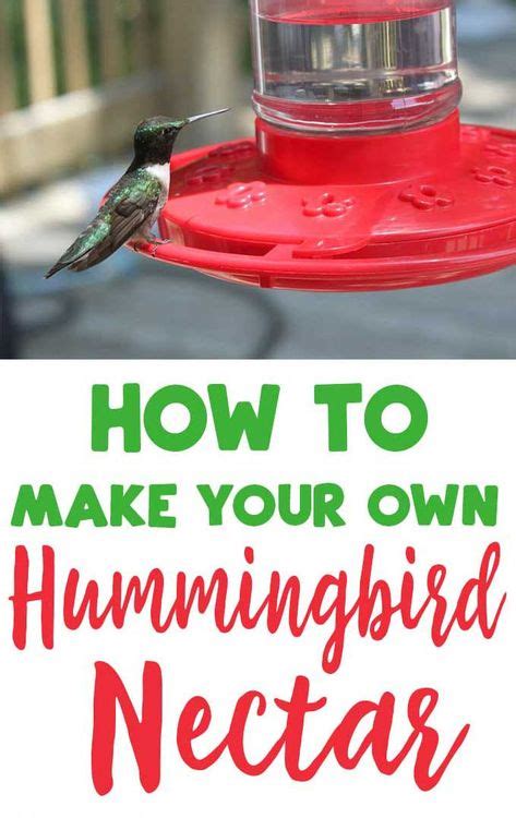 Homemade Hummingbird Nectar Recipe Homemade Hummingbird Nectar