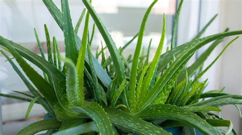 Quali Sono I Benefici Dell Aloe Vera E Perch Usarla