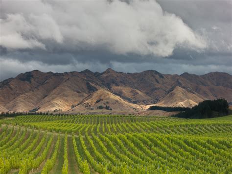 warm   zealands south island vinography