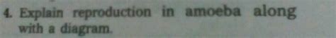 4. Explain reproduction in amoeba along with a diagram