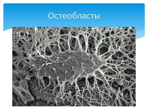 Биохимия костной и хрящевой ткани - презентация онлайн