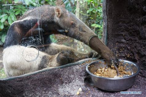 Giant Anteater Eating Ants