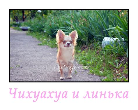 чихуахуа и линька
