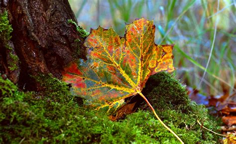 Fall Leaves Foliage Tree Moss Free Stock Photo Public Domain Pictures