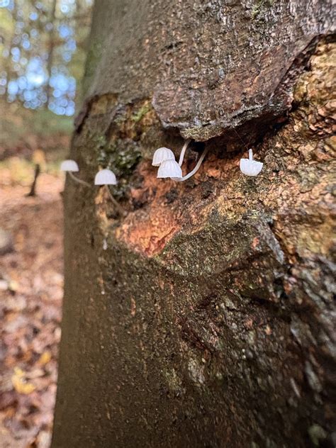 Restoring Our Relationship with the Natural World - Fife Coast