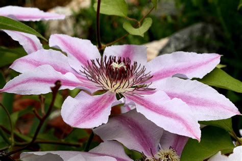 Free picture: pink, clematis, flower, moser plant