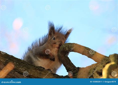 Wild Squirrel In The Park Stock Image Image Of Outdoors 103802811