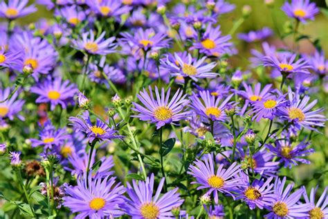 Perennial of the Month - Fall Asters - True Blue Nursery