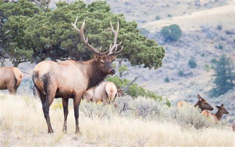 Video: Sights and Sounds of the Yellowstone Elk Rut - A Yellowstone Life