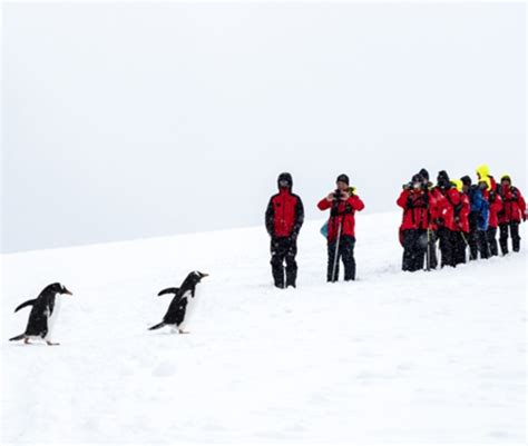 Explore Hurtigruten Cruises and Expeditions | AAA