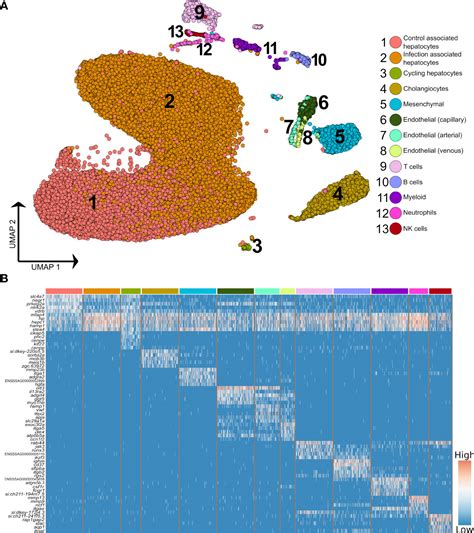 Frontiers Single Cell Transcriptomics Of Atlantic Salmon Salmo Salar L Liver Reveals