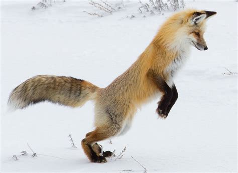 Hunting Fox in the Snow an Image to Enhance Any Room in the - Etsy