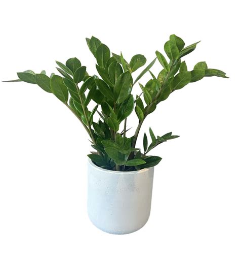 Zamioculcas House Plant By Wagner Floral Designs