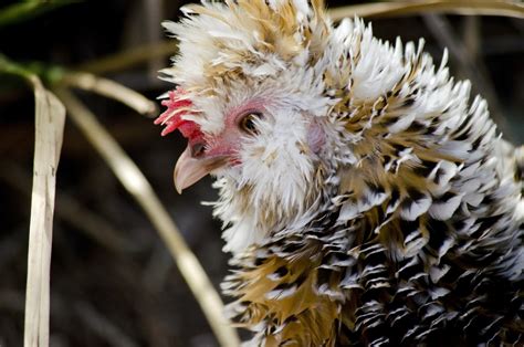 Frizzle Chicken Breed Guide Know Your Chickens
