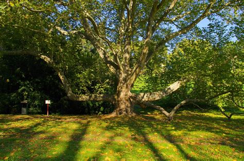 Sycamore Tree Lights Free Photo On Pixabay Pixabay