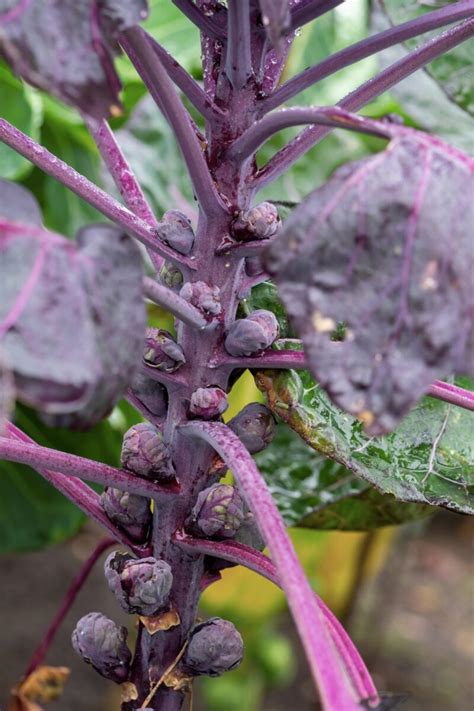 How To Grow Brussel Sprouts From Seed