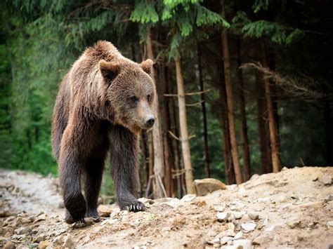 stunning images  woodland animals   natural habitat