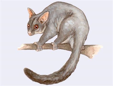 Лисий кузу: описание, где обитает, чем питается, сколько живет