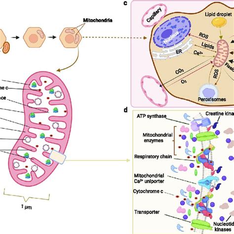 mitochondrial structure function  communication