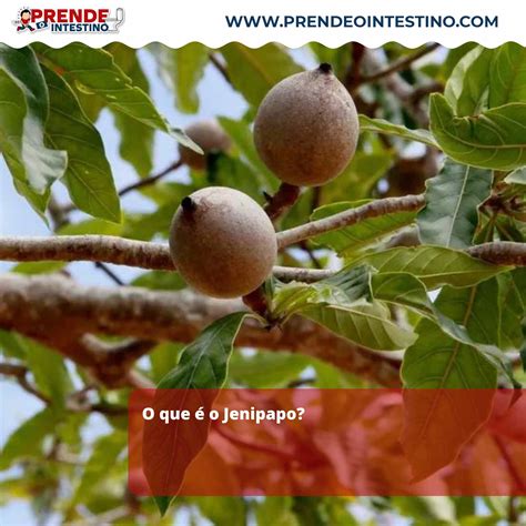 Como Se Escreve Jenipapo - Jenipapo é afrodisíaco? Veja mais curiosidades sobre a fruta!