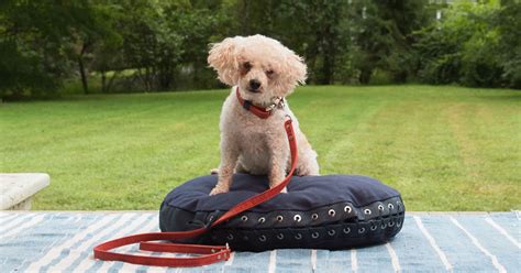 Navy Waxed Canvas Dog Bed Dogly