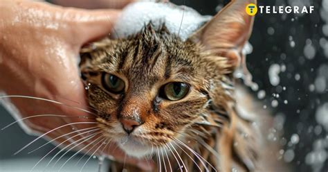 Как купать боязливого кота — чтобы не получив при этом царапин - Телеграф