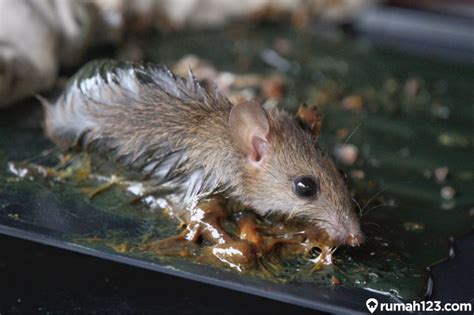 12 Cara Mengusir Tikus Membandel Di Rumah Dengan Aman Tanpa Racun