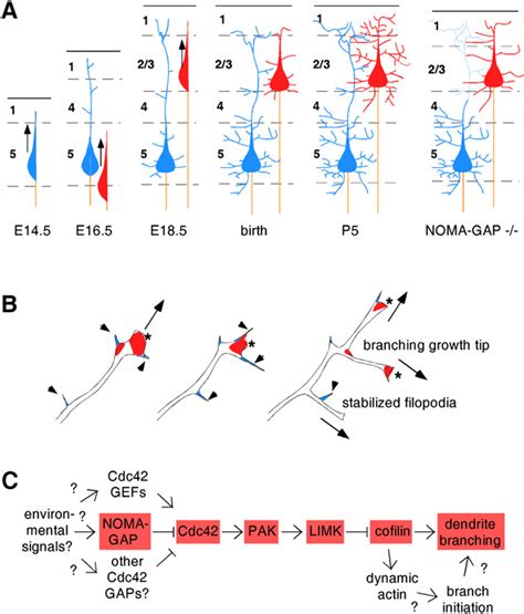 Dendrite Development In The Neocortex A Development Of Normal And Download Scientific