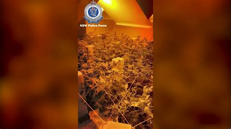 Large Quantities Of Cannabis Seized In Tweed Heads Nbn News