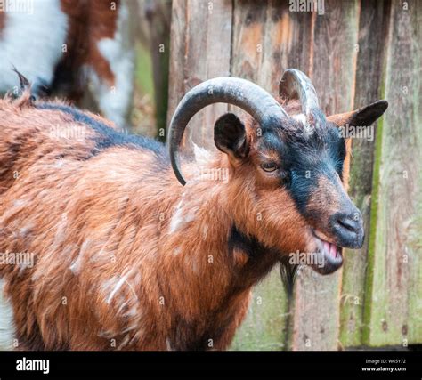 Domestic Goat Germany Europe Capra Aegagrus Hircus Stock Photo Alamy