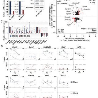 PRDM14 Dependent DNA Demethylation Depends On TET1 And TET2 Functions