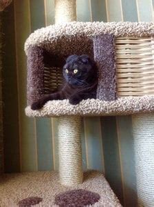 Изготовление и поставка когтеточек, домиков, комплексов для кошек «Пушок»