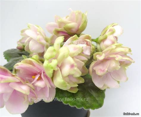 Фиалка ЕК-Озеро Лотосов купить в интернет-магазине | Фиалки ...