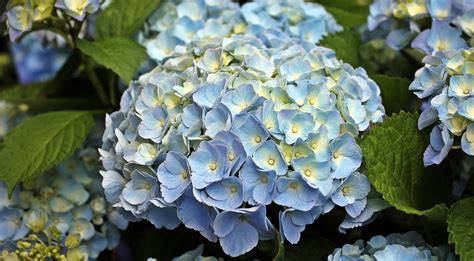 Hortensie Auspflanzen Wann Wohin Und Wie Pflanzenschule