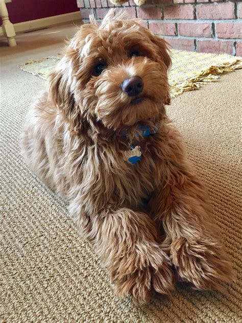 Macy 4 Month Old Mini F1b Goldendoodle Goldendoodle Cute Dogs And