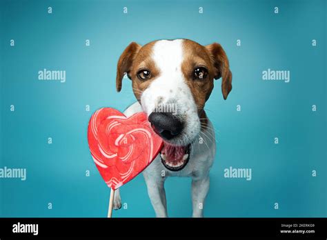 Jack Russell Terrier In Studio Stock Photo Alamy