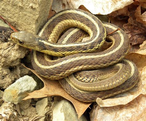 Wildlife Preparing for Winter: The Garter Snake - - The Adirondack Almanack